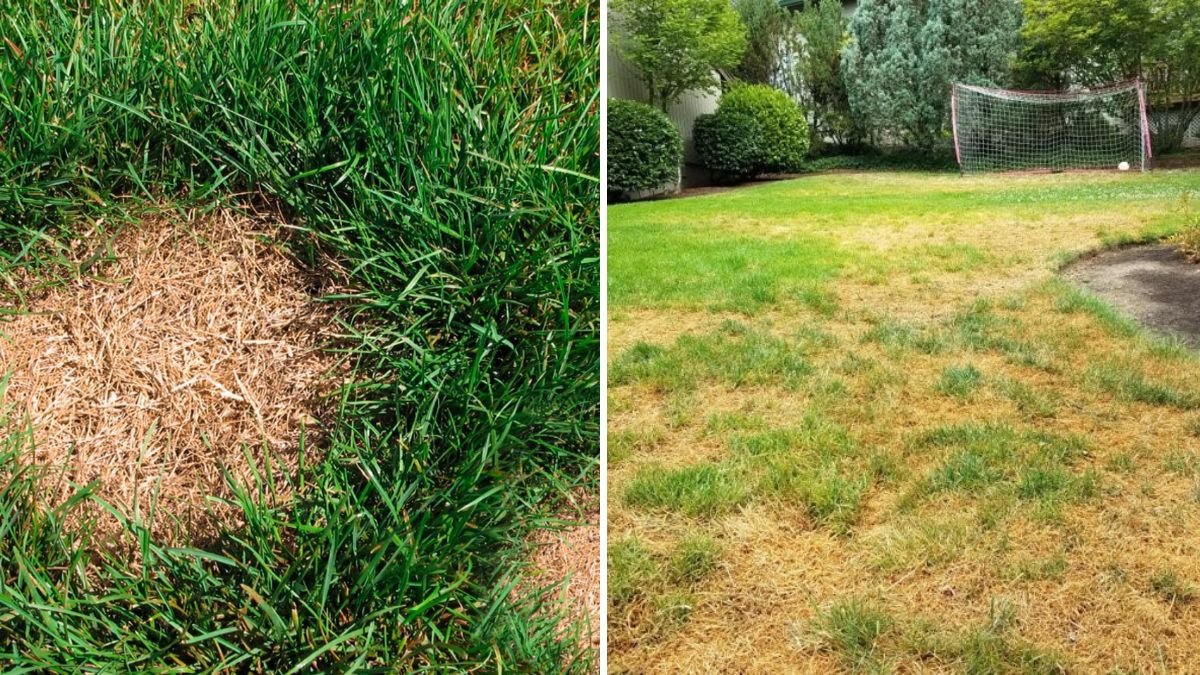 How To Revive Brown Patches Before Winter