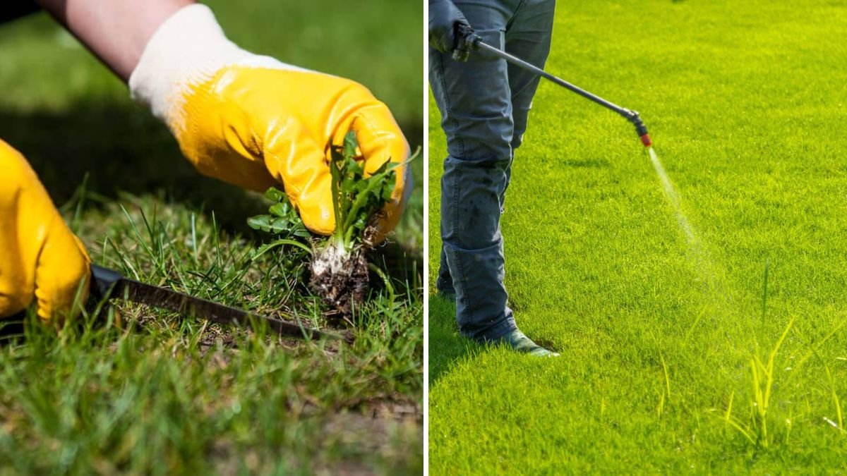 How To Control Weeds in Fall Lawns
