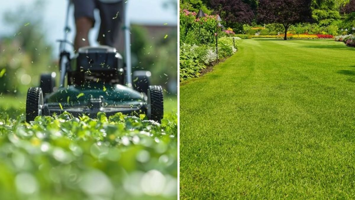 6 Lawn Care Mistakes to Avoid This Season