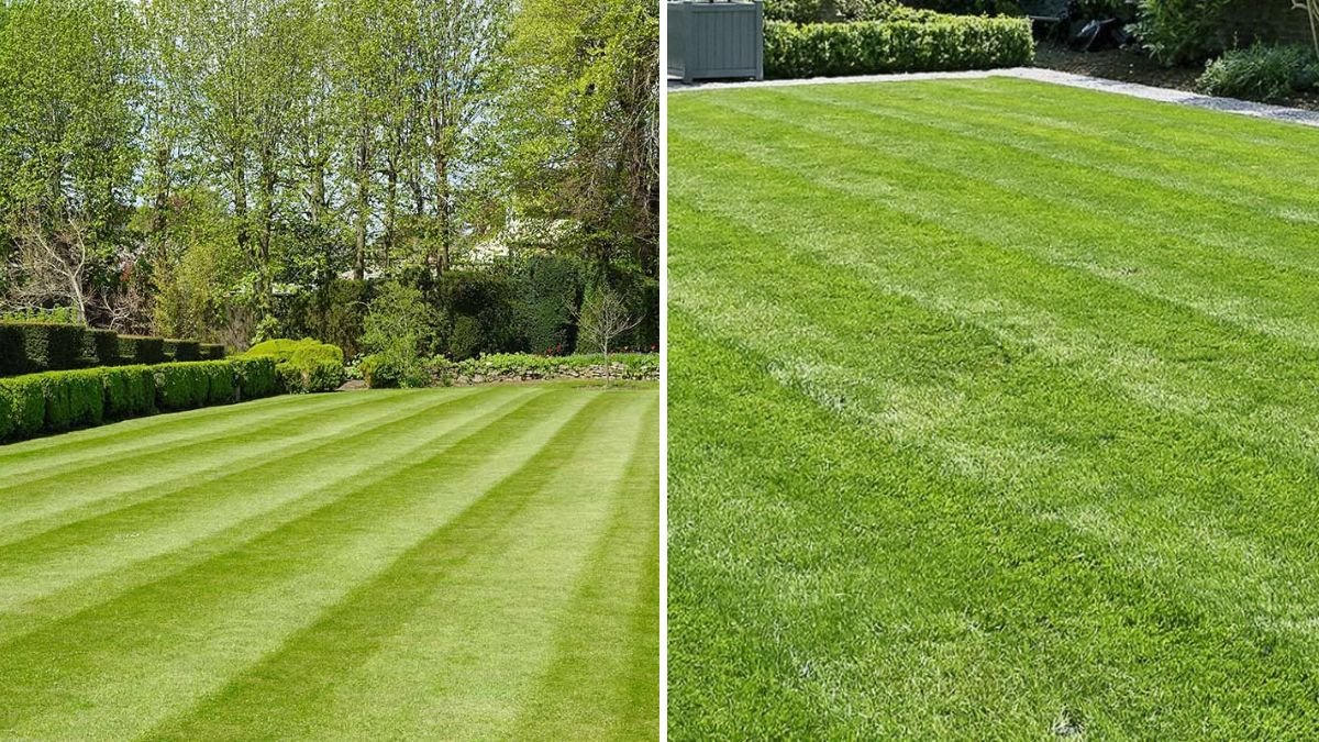 Why Leaf Management Matters for Healthy Grass