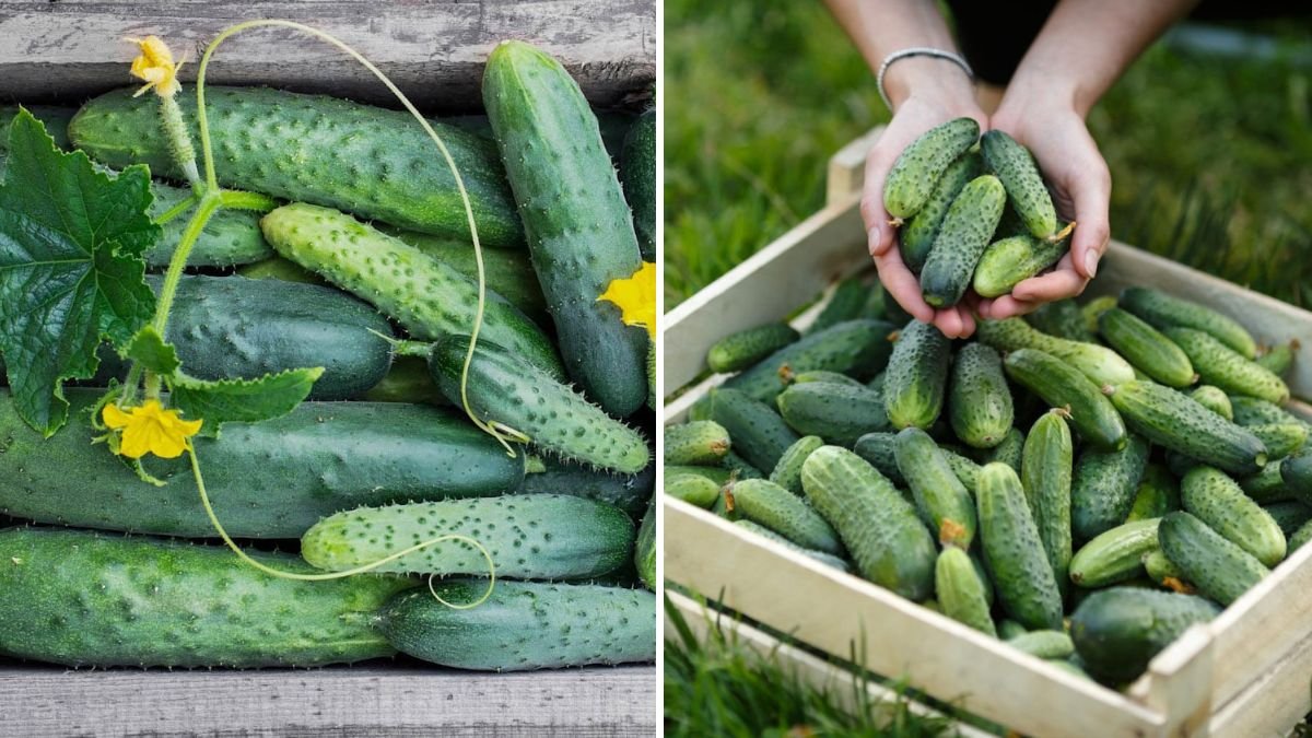 5 Plants You Should Always Grow Next to Cucumbers for Bigger Yields