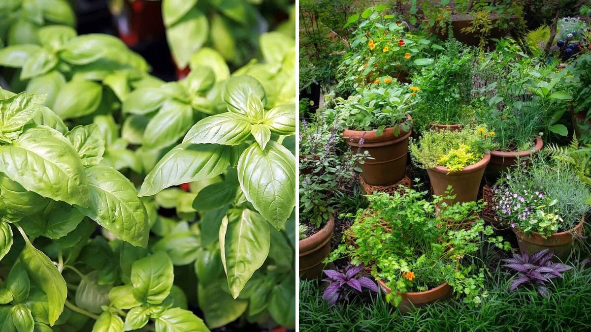5 Herbs to Plant with Basil for Stronger Flavor and Natural Pest Control