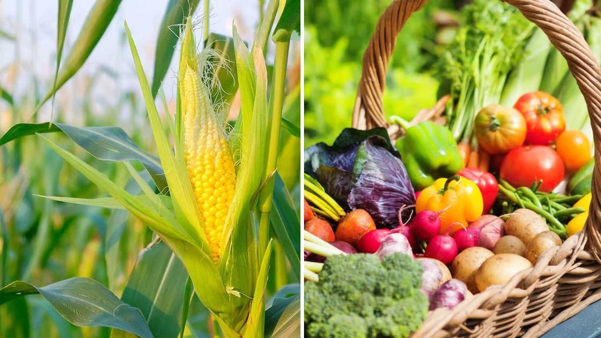 6 Vegetables You Should Always Plant with Corn for a Healthy Harvest