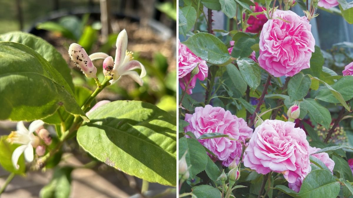 5 Plants That Help Keep Aphids Away From Roses Naturally