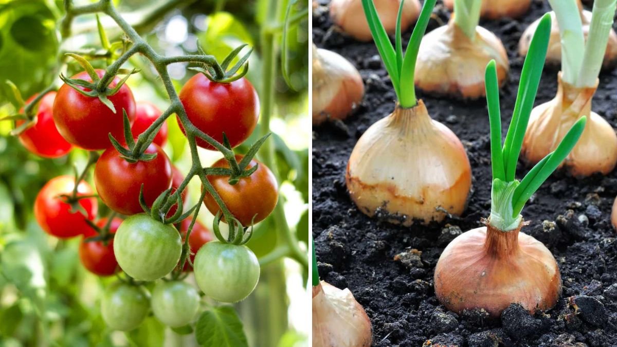 5 Plants You Should Never Grow Next to Onions, According to Experts