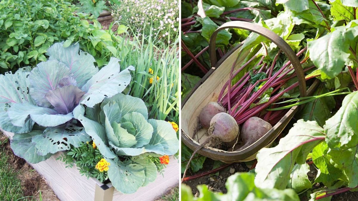 The 8 Best Companion Plants for Lettuce to Maximize Growth