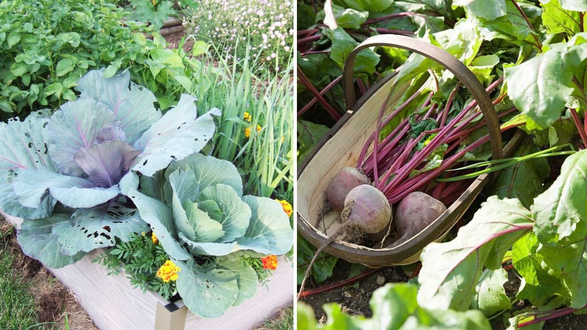The 8 Best Companion Plants for Lettuce to Maximize Growth