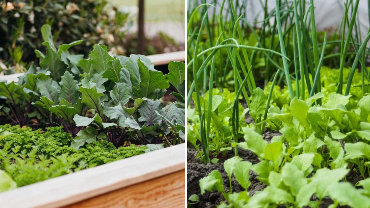 5 Herbs You Should Always Grow Next to Beans for Healthier Soil