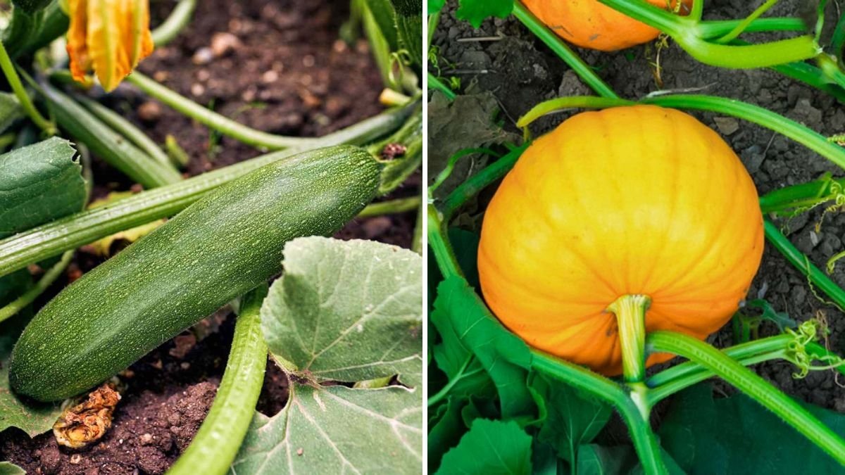 5 Companion Plants That Help Zucchini Thrive Without Chemicals