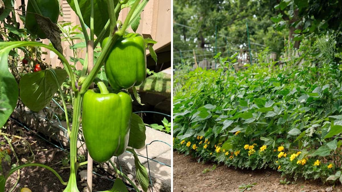 The Worst Plants to Grow Next to Peppers—and What to Plant Instead