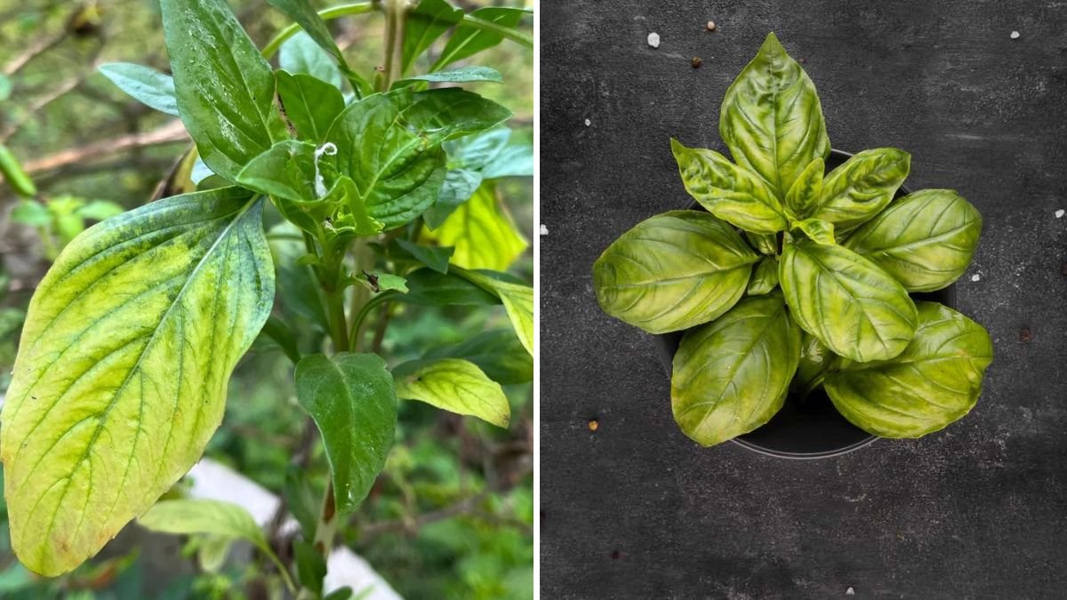 5 Reasons Your Basil Leaves Are Turning Yellow—and How to Fix It