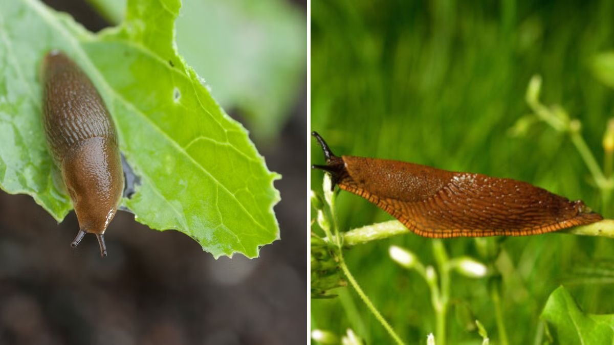 How to Get Rid of Slugs in Your Garden Without Using Chemicals