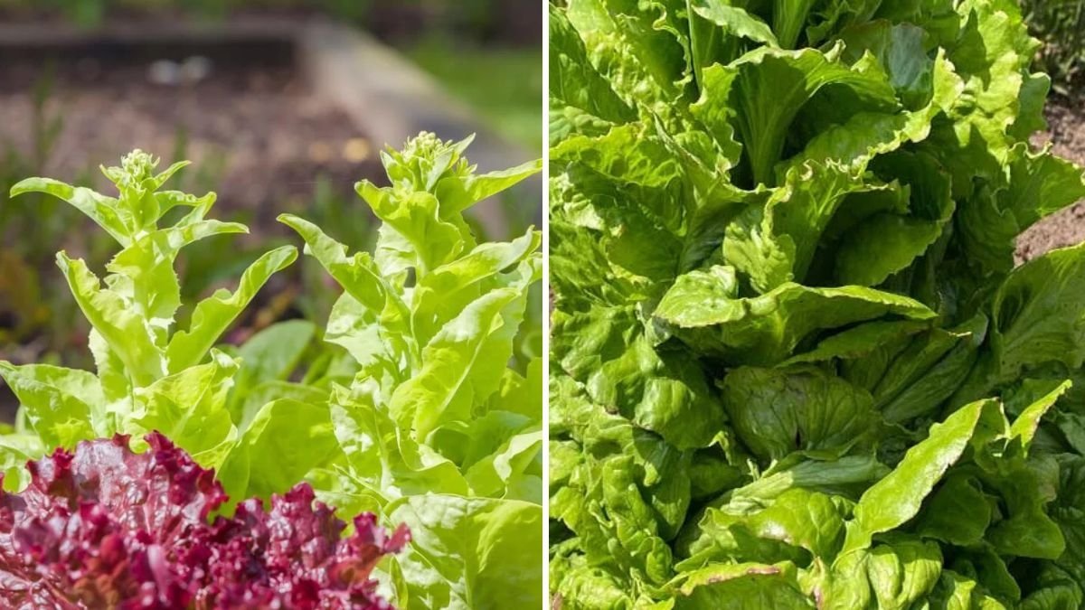7 Reasons Your Lettuce Bolts Too Early—and How to Stop It