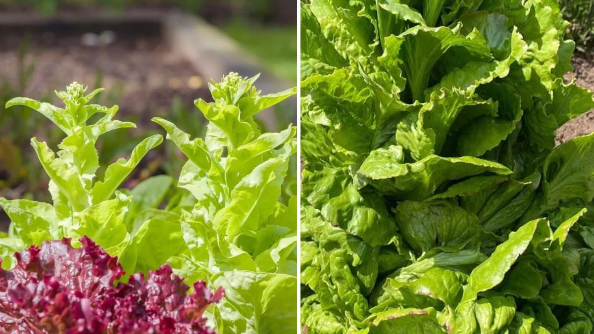 7 Reasons Your Lettuce Bolts Too Early—and How to Stop It