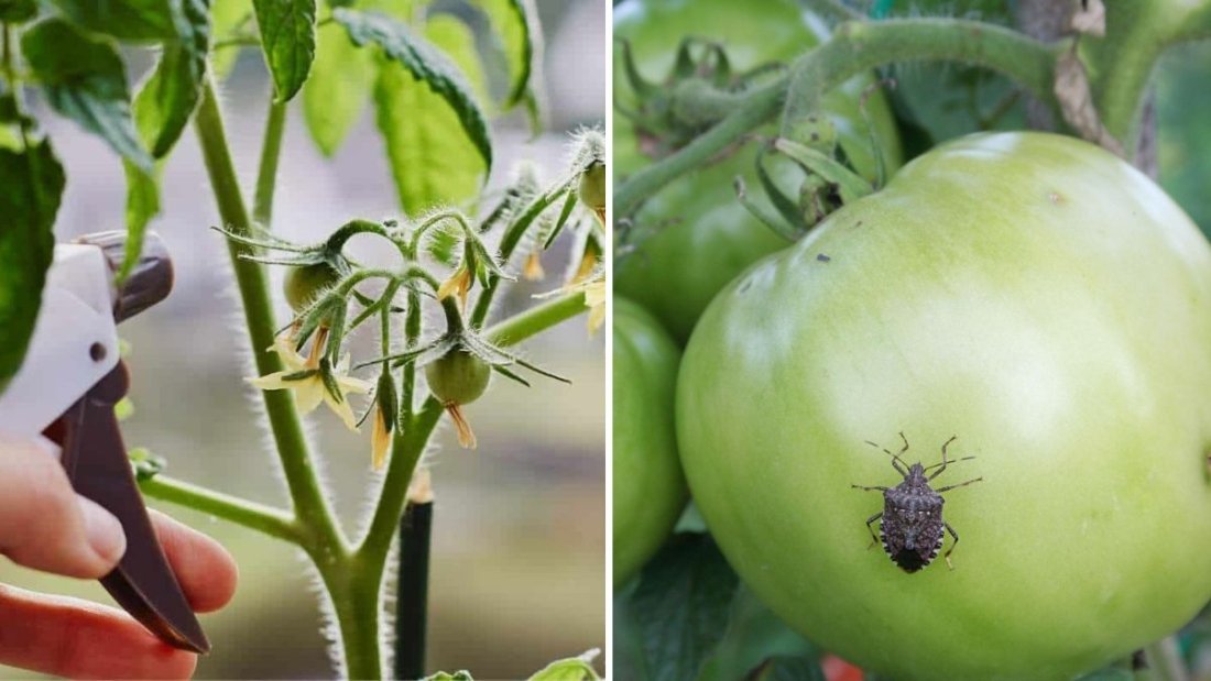 How to Keep Aphids Off Your Tomatoes Naturally