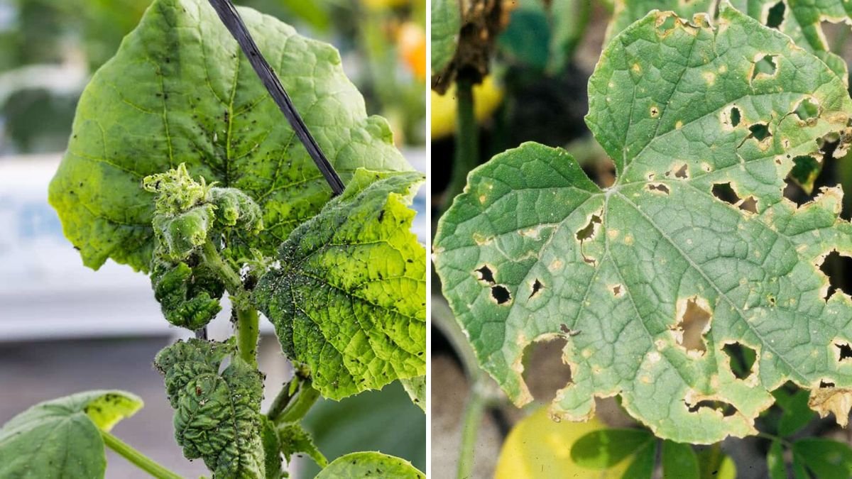 5 Common Pests That Attack Cucumbers—and How to Prevent Them