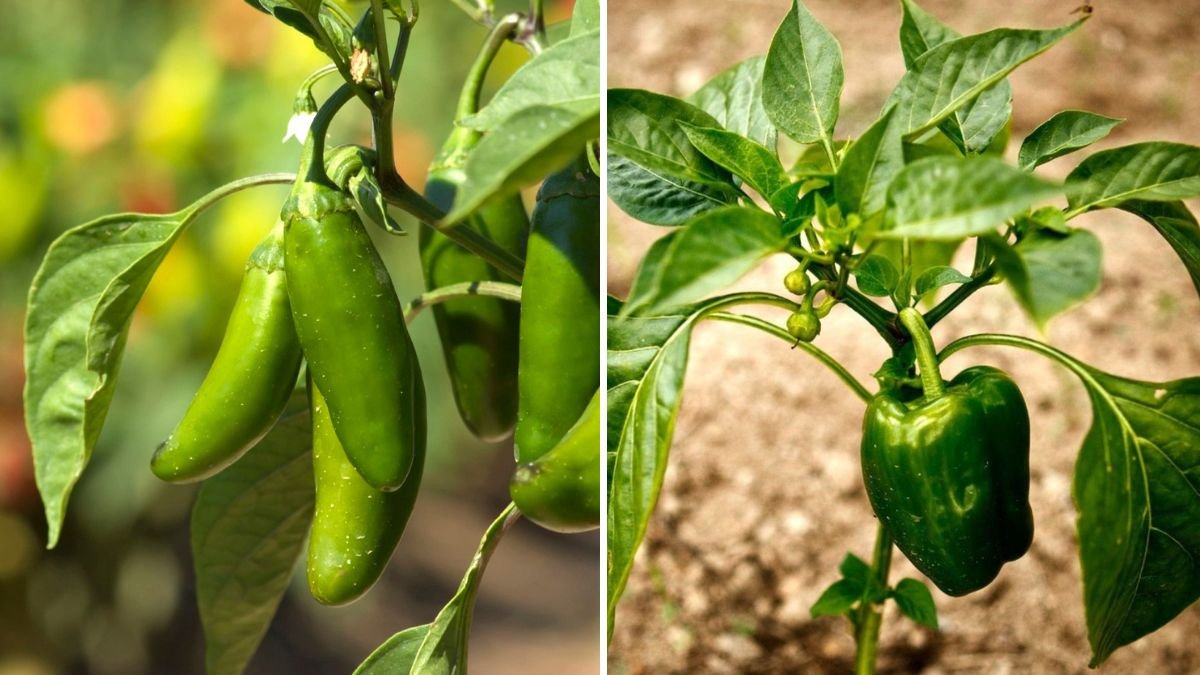 Why Are Your Peppers Not Producing Fruit? Experts Explain