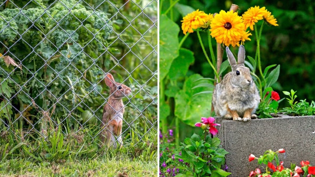 5 Ways to Keep Rabbits Out of Your Garden Without Fencing