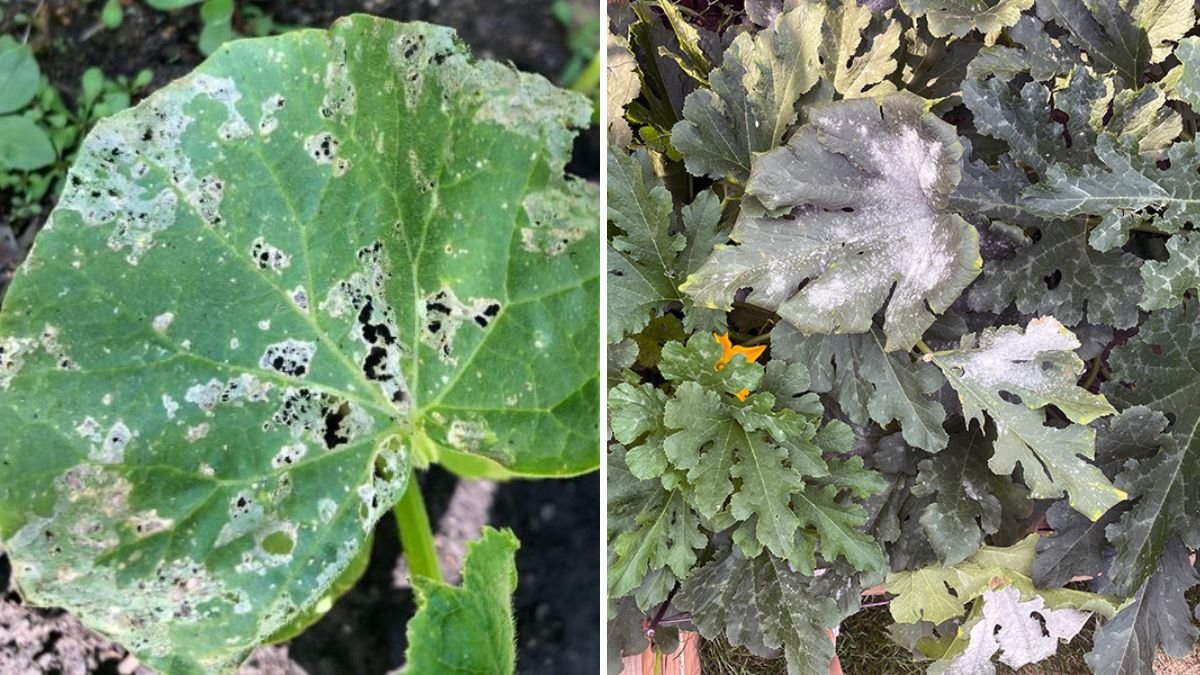 How to Prevent Powdery Mildew on Squash and Cucumbers