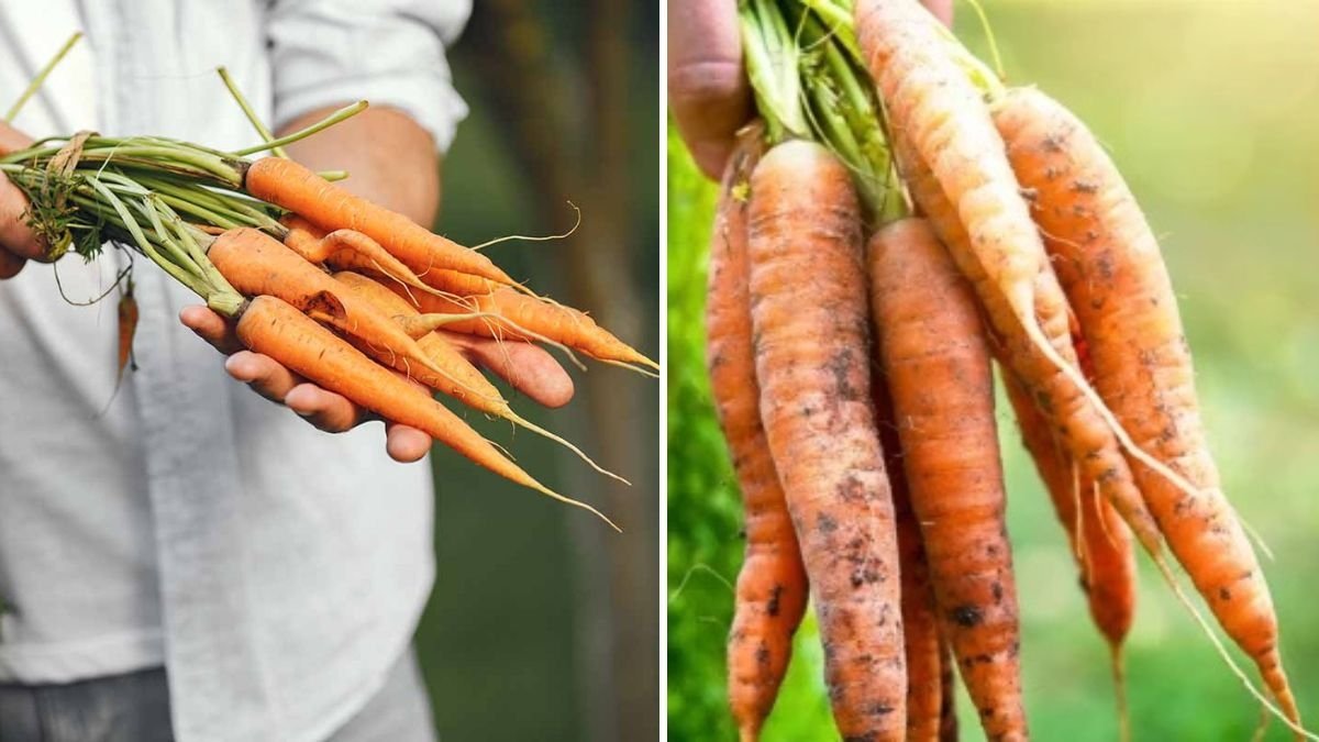 Why Are Your Carrots Splitting? Here’s What to Do
