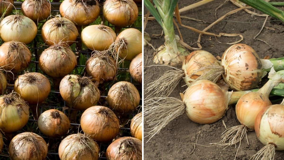 8 Reasons Your Onions Aren’t Growing Big Bulbs—and the Fix