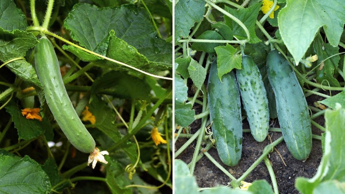 How to Grow Cucumbers Indoors for Fresh Harvests Year-Round