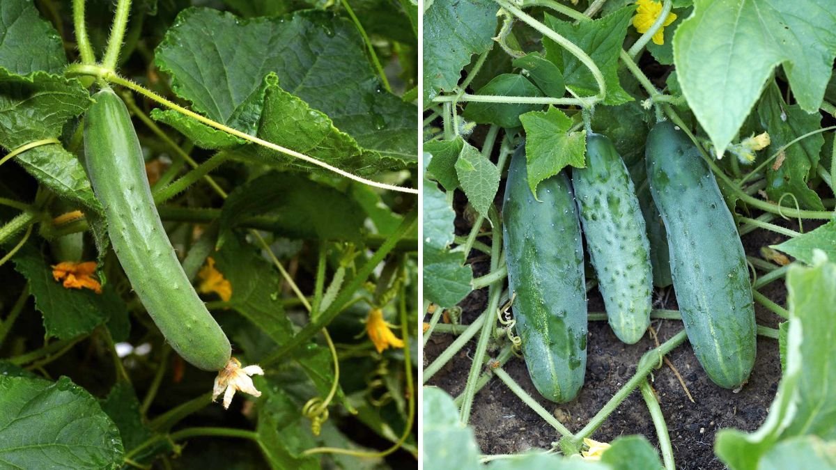 How to Grow Cucumbers Indoors for Fresh Harvests Year-Round