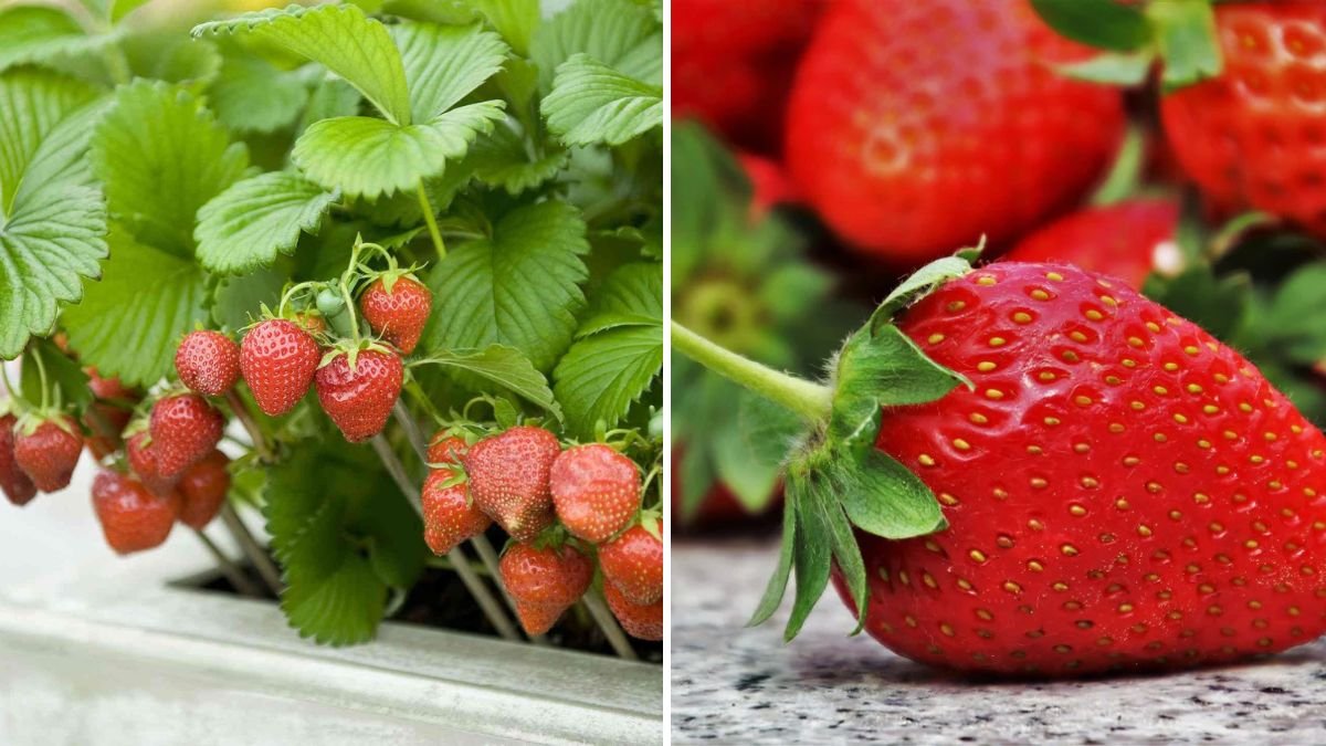 How to Grow Strawberries in Containers for Sweet Berries Anytime