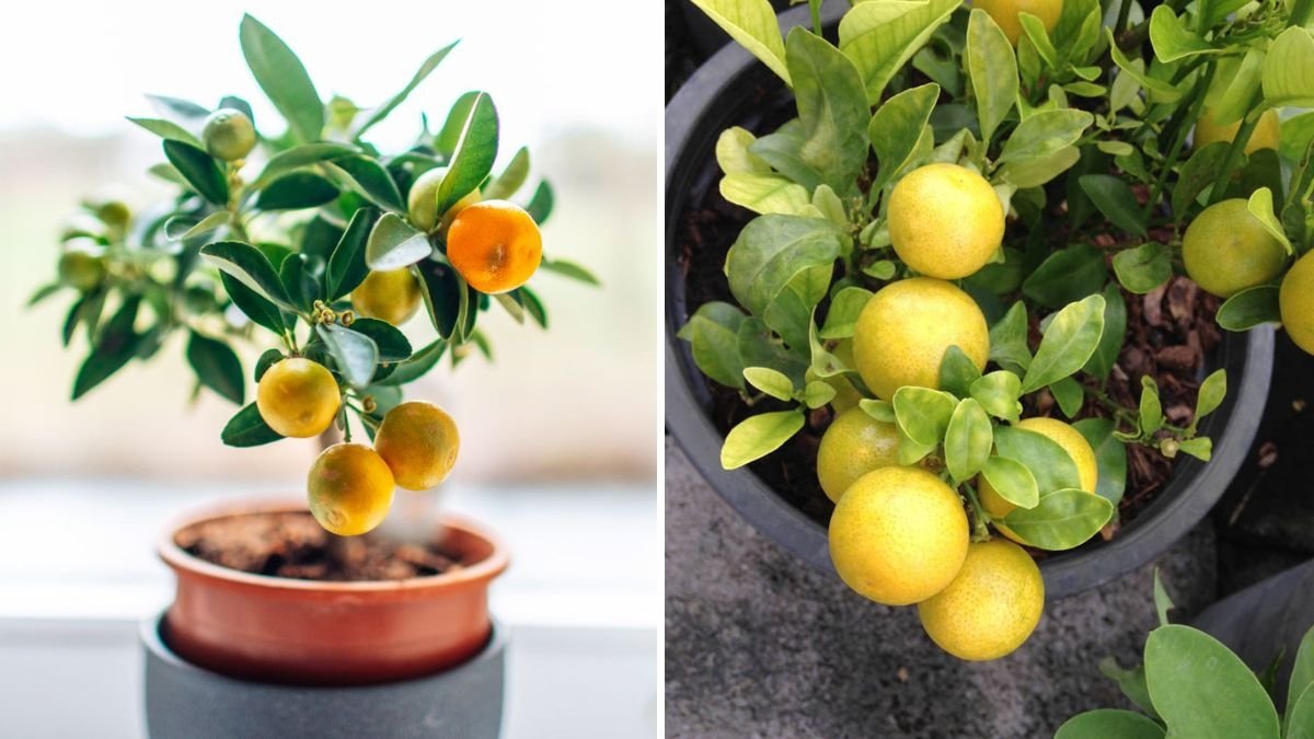 How to Grow Lemons Indoors for a Continuous Citrus Harvest