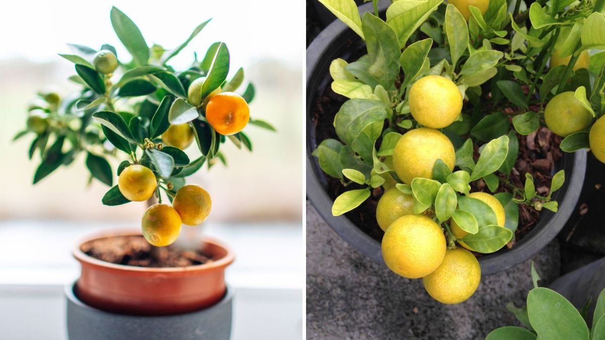 How to Grow Lemons Indoors for a Continuous Citrus Harvest