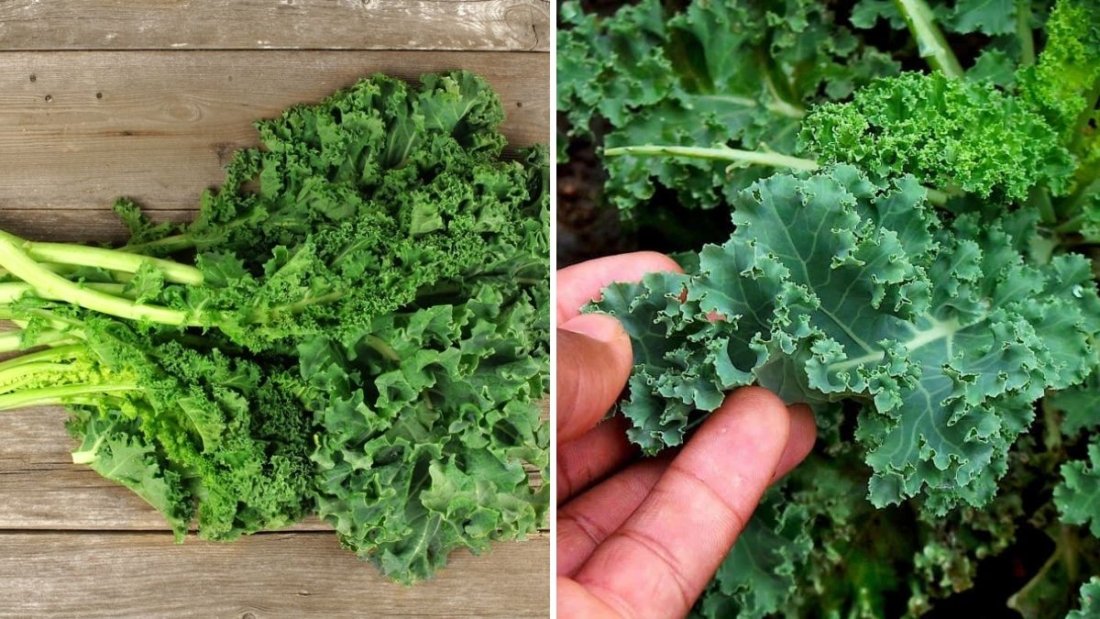 How to Harvest Kale for Tender, Flavorful Leaves All Season