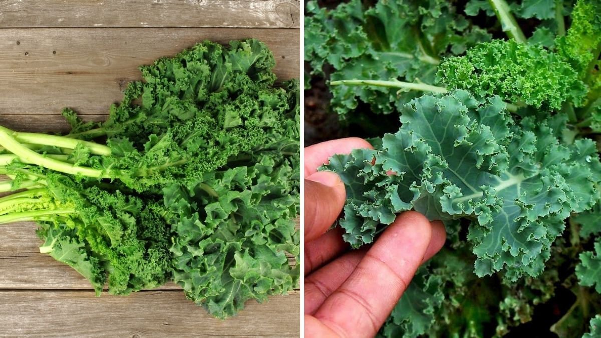 How to Harvest Kale for Tender, Flavorful Leaves All Season