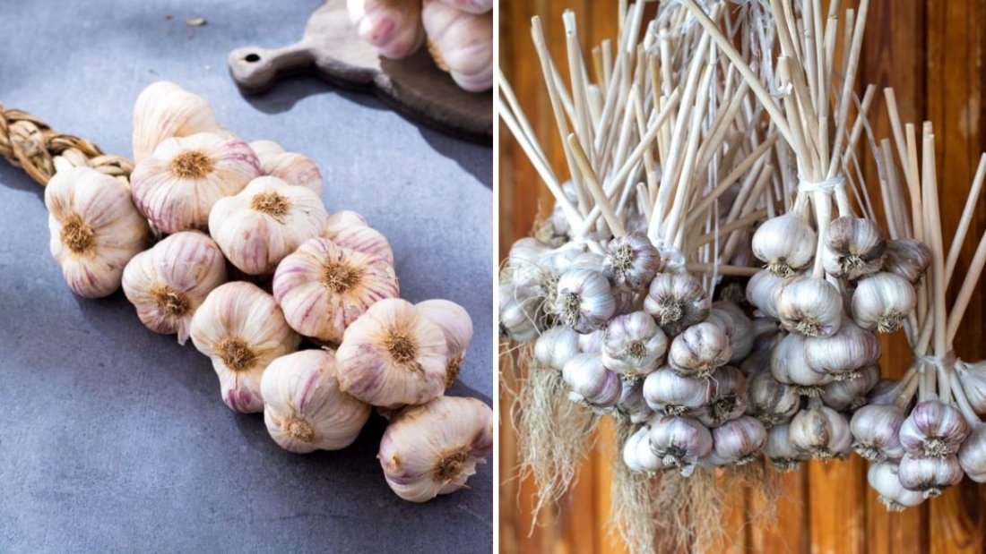 When to Harvest Garlic for the Best Flavor and Storage Life