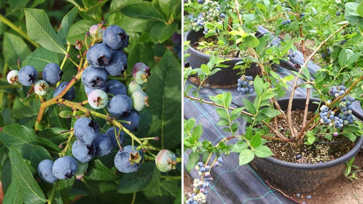 How to Grow Blueberries in Pots—Even Without a Backyard