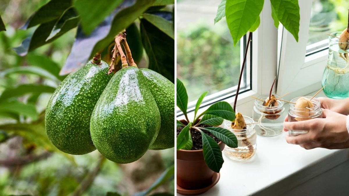 How to Grow Avocados Indoors for Fresh Fruit at Home