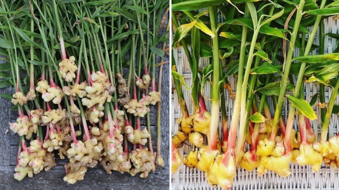 The Best Way to Grow Ginger in Containers for Endless Harvests