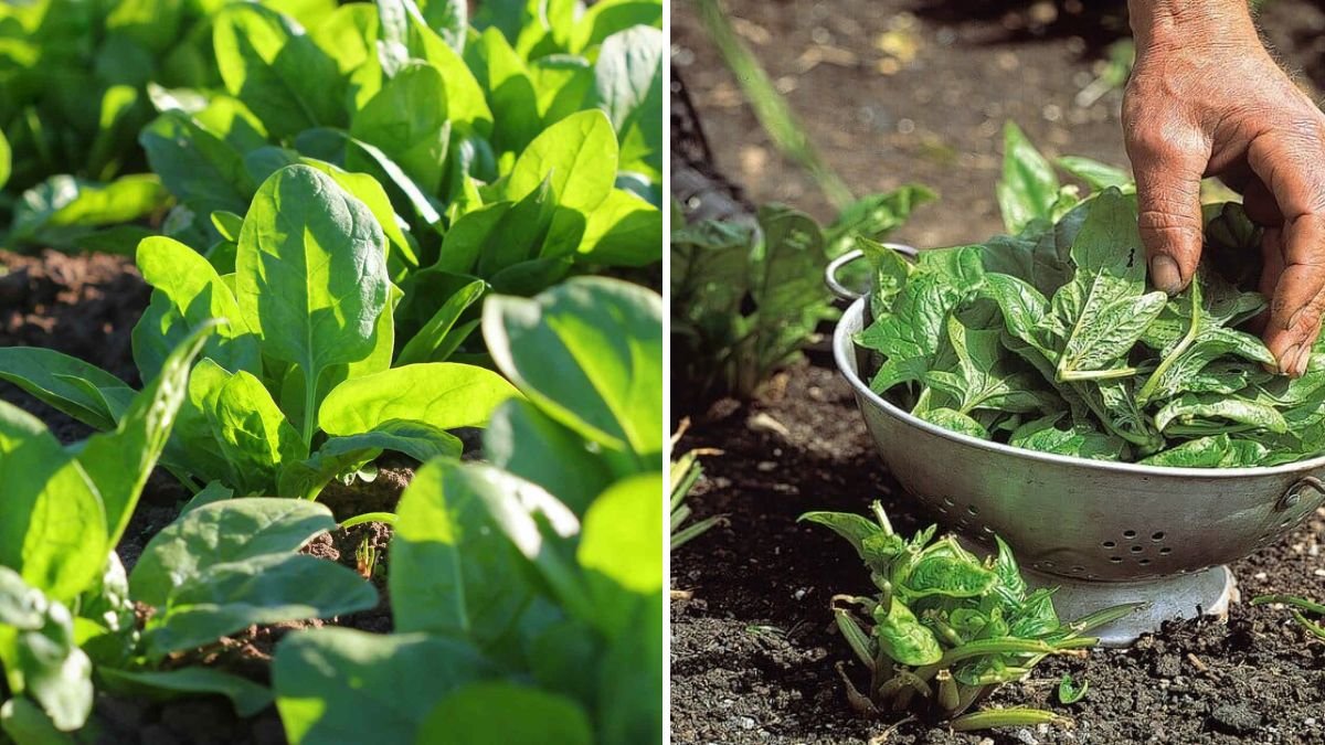 How to Harvest Spinach Without Damaging Your Plant