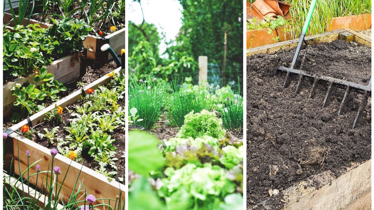 How To Build Raised Beds To Improve Soil Drainage