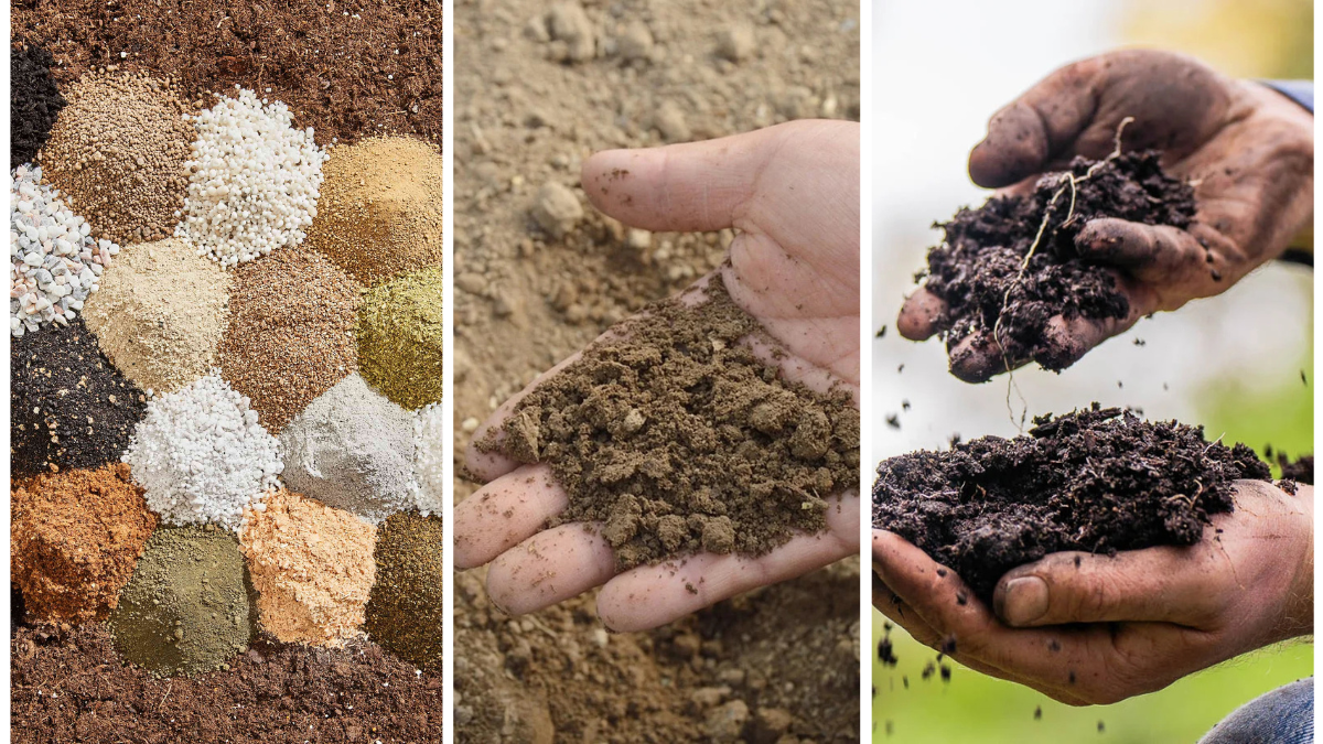 The Best Amendments To Add To Sandy Soil