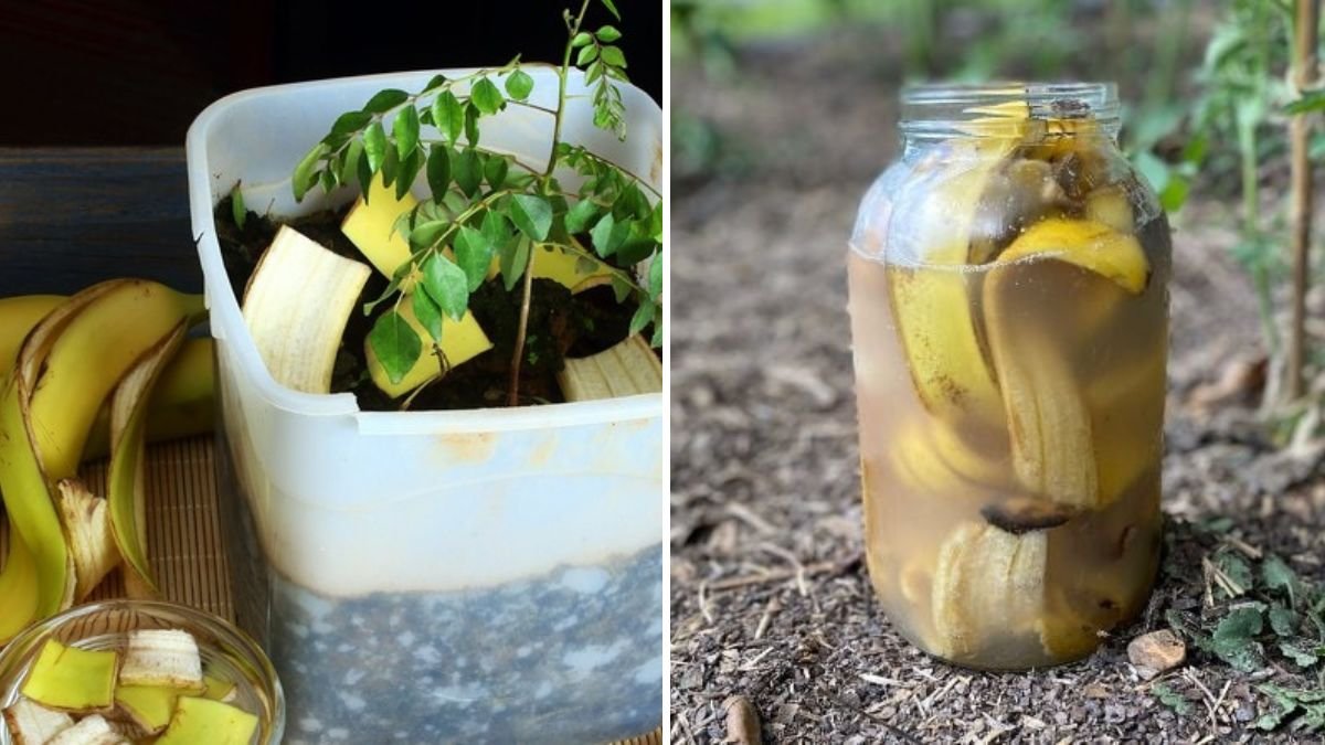 How to Enrich Your Garden Soil With Banana Peels for Better Growth