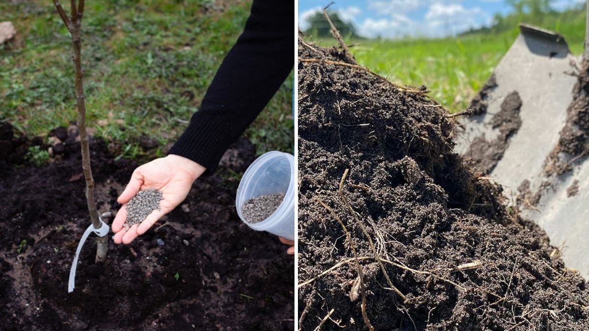 5 Natural Fertilizers You Can Make at Home for Free