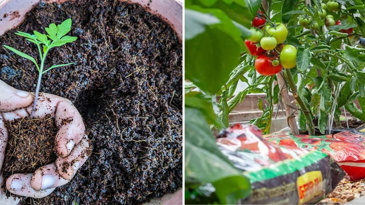 The Best Soil Mix for Container Tomatoes, According to Experts