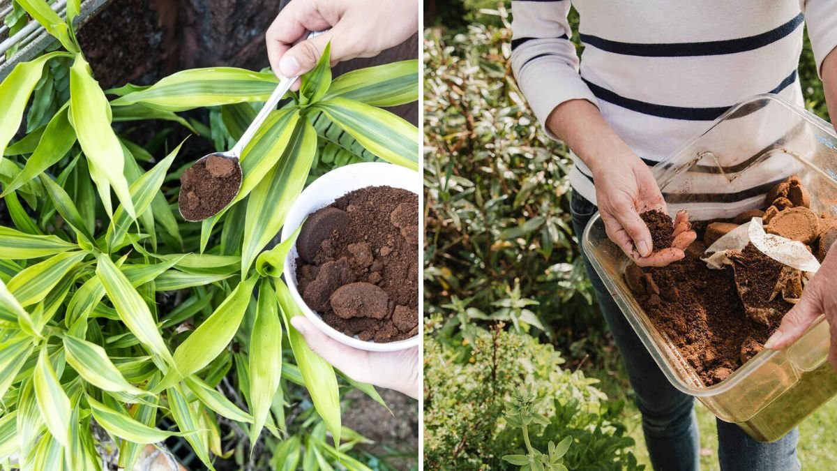 How to Use Coffee Grounds in the Garden Without Harming Plants