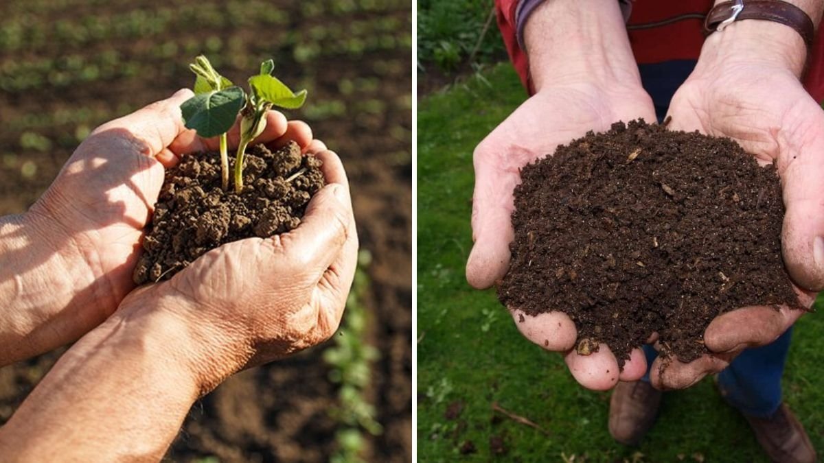 4 Signs Your Soil Needs More Potassium—and How to Fix It