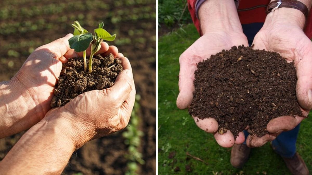 4 Signs Your Soil Needs More Potassium—and How to Fix It