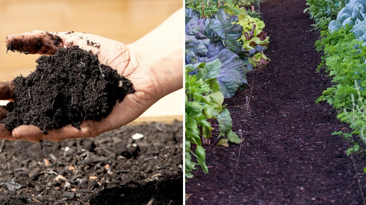 7 Easy Ways to Boost Soil Microbes for a Thriving Garden