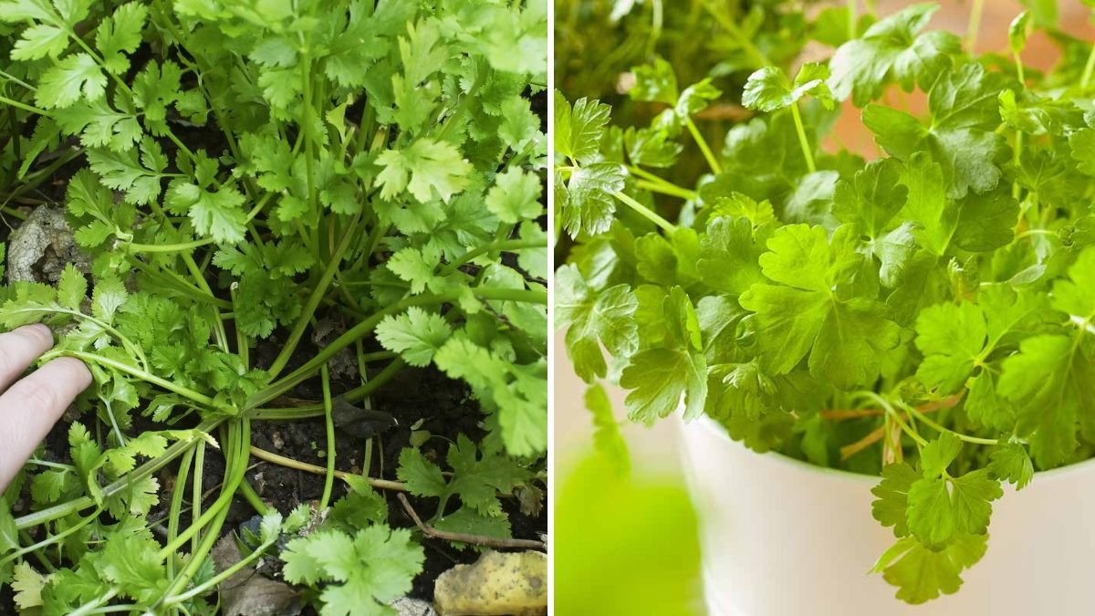 How to Grow Cilantro Indoors for Fresh Herbs Anytime