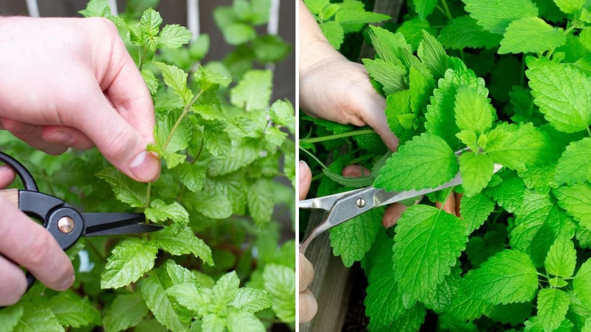 3 Easy Ways to Keep Mint From Taking Over Your Garden