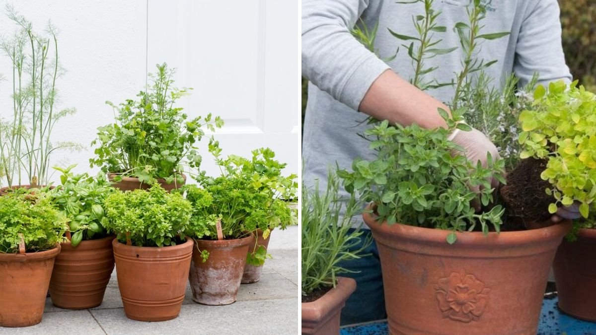 How to Grow Oregano in Pots for Fresh Herbs Year-Round