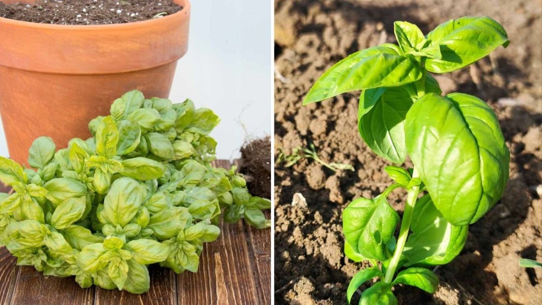How to Prune Basil for the Bushiest Plant Ever